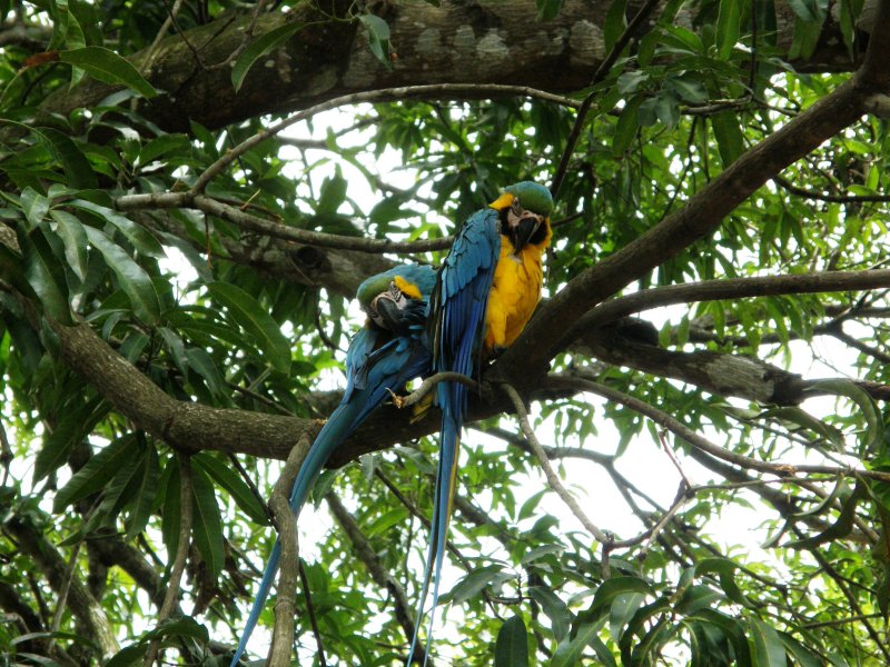 Two macaws