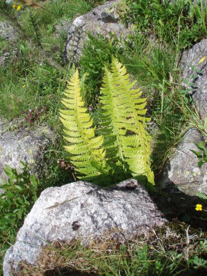 Young fern