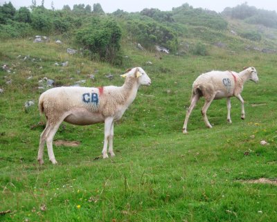 'British' sheep