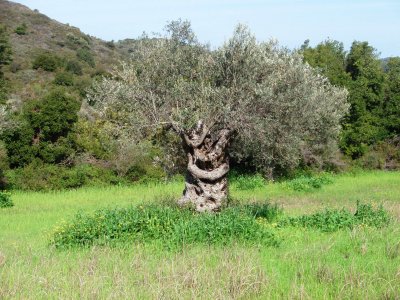 Peculiar olive tree
