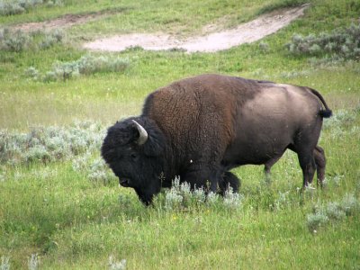 Male Buffalo