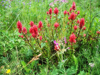 Red Paintbrushes