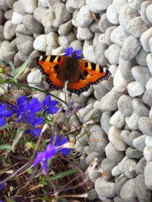 Butterfly above gravel