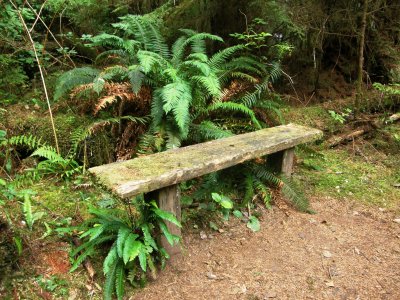Overgrown bench