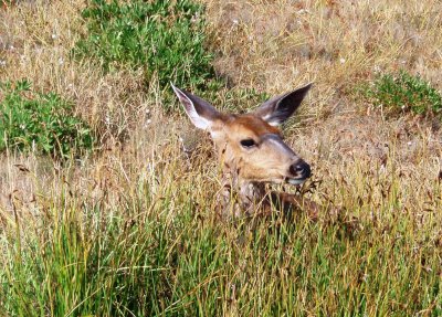 Blacktail deer in the sun