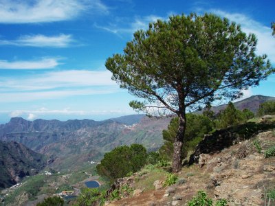 Tree above canyon