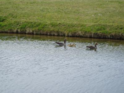 Goose family