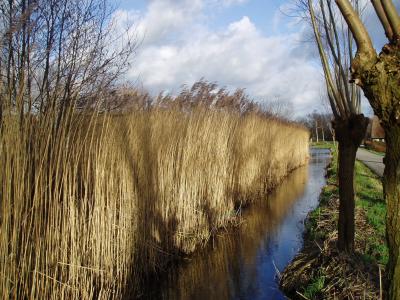 Water, rush and pollard-willows in the sun