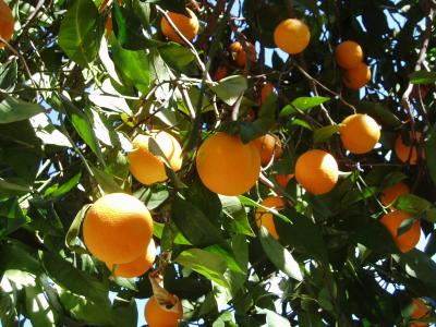 Oranges in the sun