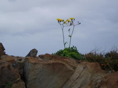 Flowers on plain rock