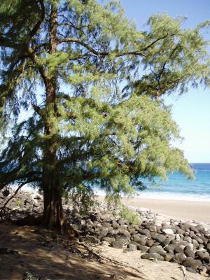 Tree on the beach