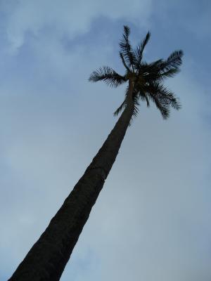 Solitary palm-tree