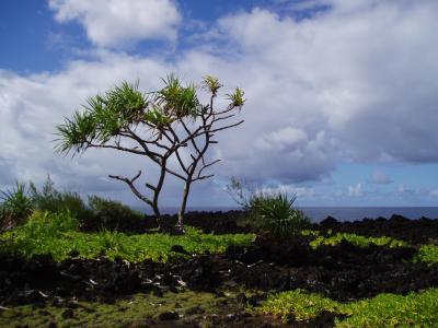 Screwpine on the coast