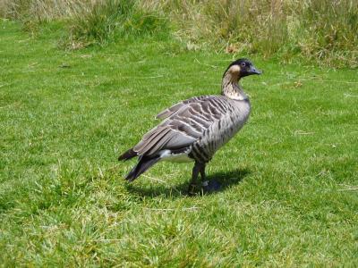 Do not feed the Nene!