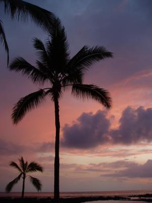 Palm-trees at dusk