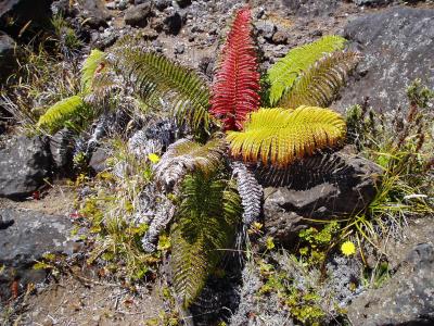 Colourful fern