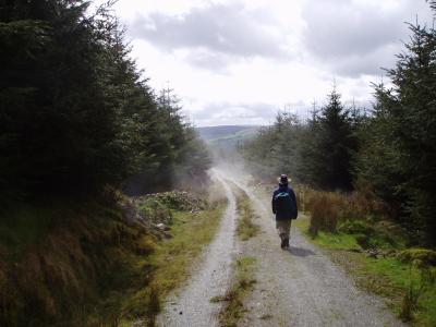 Steamy forest road