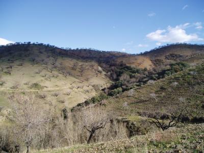 Hills with scattered trees