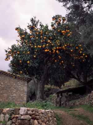 Orange tree