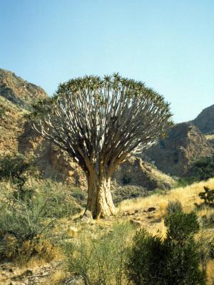 Quiver tree