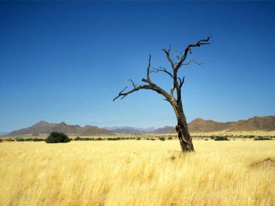 Solitary tree