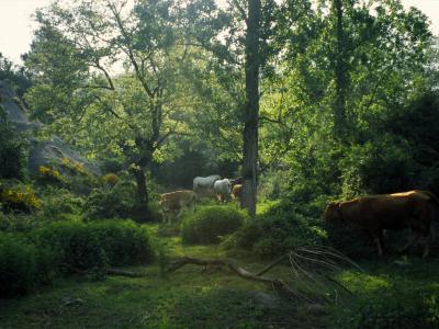 Cows and horses