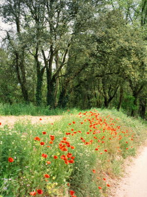 Red poppies along the road