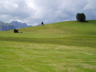 Grassy landscape
