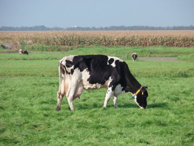 Grazing milch cow