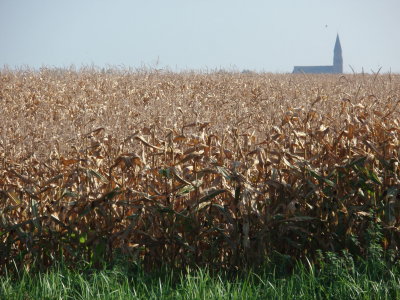 Church behind corn field