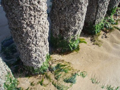 Beach detail: foot of breakwater
