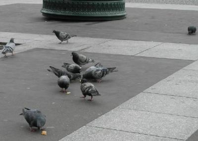 Pigeons Fighting over my Baguette