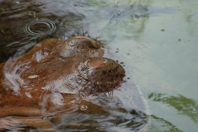 Hippo nose