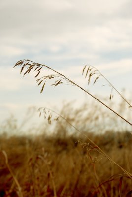 Bending Grass