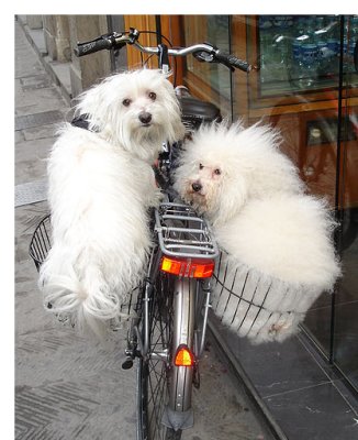 dogs-n-bike.lrg.jpg