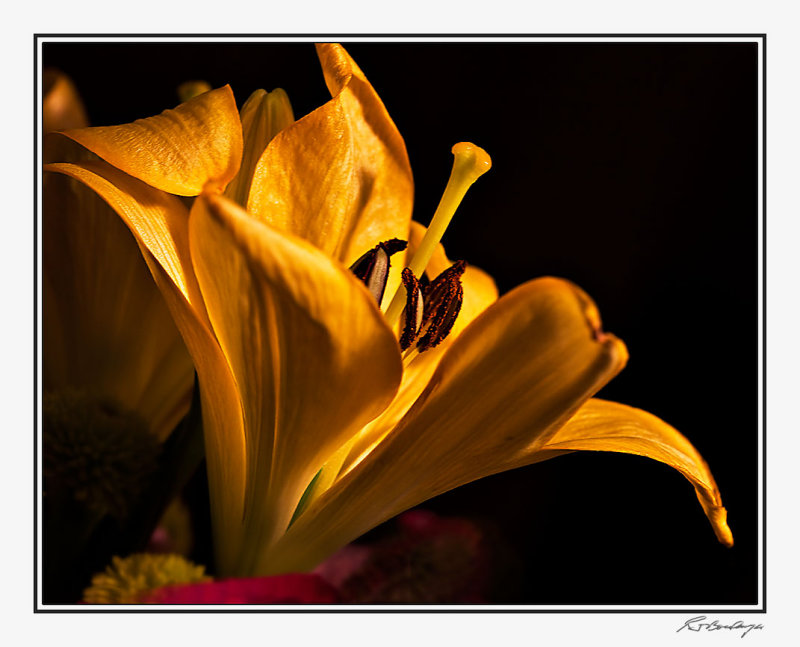 IMG_9867_11x14.jpg