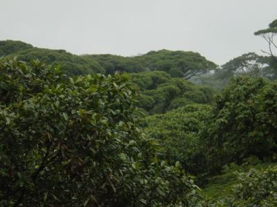 Aerial Tram Broccoli trees2.JPG