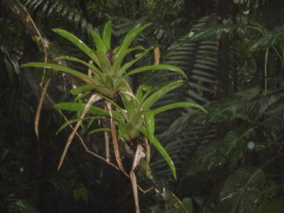 Aerial Tram Bromeliads.JPG