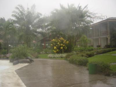 Amapola rain 06.JPG