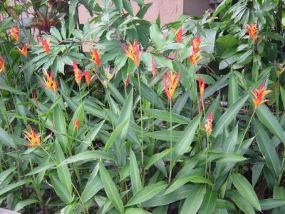 Arenal Springs Hotel Flowers Heliconia.JPG