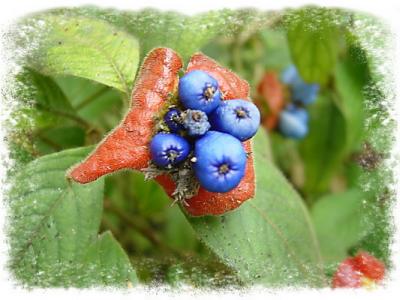 Butterfly lunch lip plant blue berries.JPG