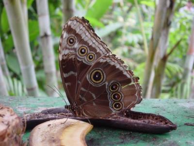 Butterfly lunch on banana.JPG