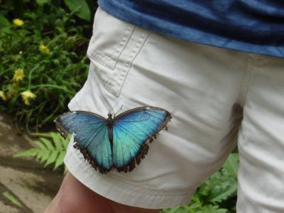 Butterfly lunch on pants.JPG