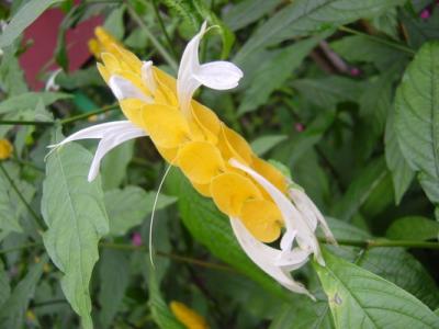 Butterfly lunch shrimp plant.JPG