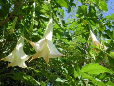 Coffee Place Angel Trumpet 1.JPG
