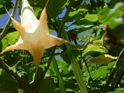 Coffee Place Angel Trumpet 2.JPG