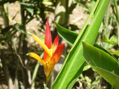 Coffee Place Flowers Heliconia1.JPG
