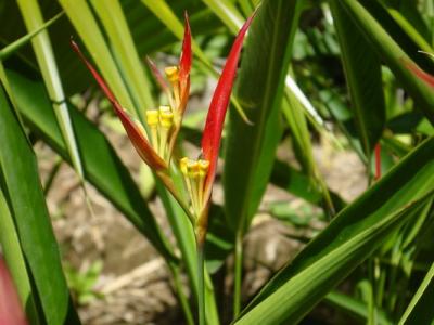 Coffee Place Flowers Heliconia 2.JPG