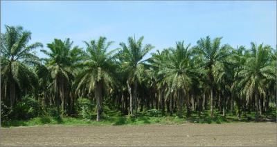 Jaco Road African oil palms 12.JPG