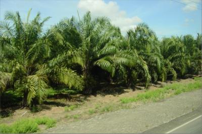 Jaco Road African oil palms short.JPG